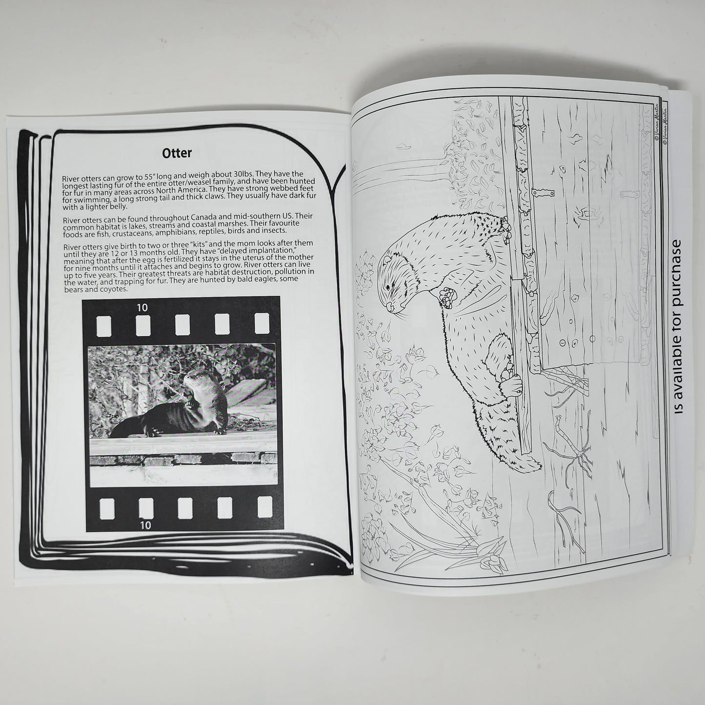 In Colour Colouring Book - Animals
