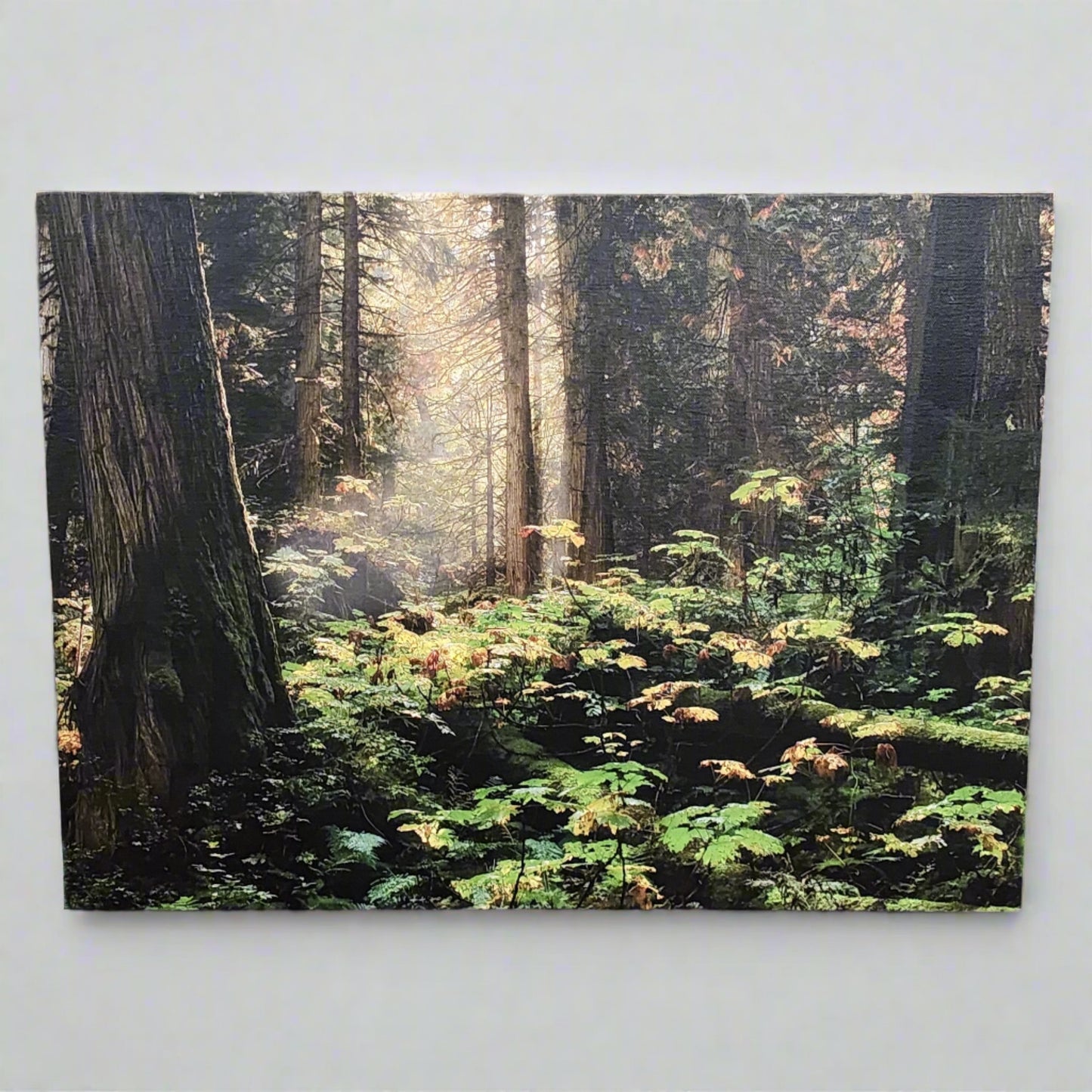 Into the Forest I Go A3