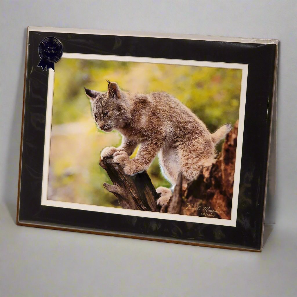 Lynx in the Tree Trunk