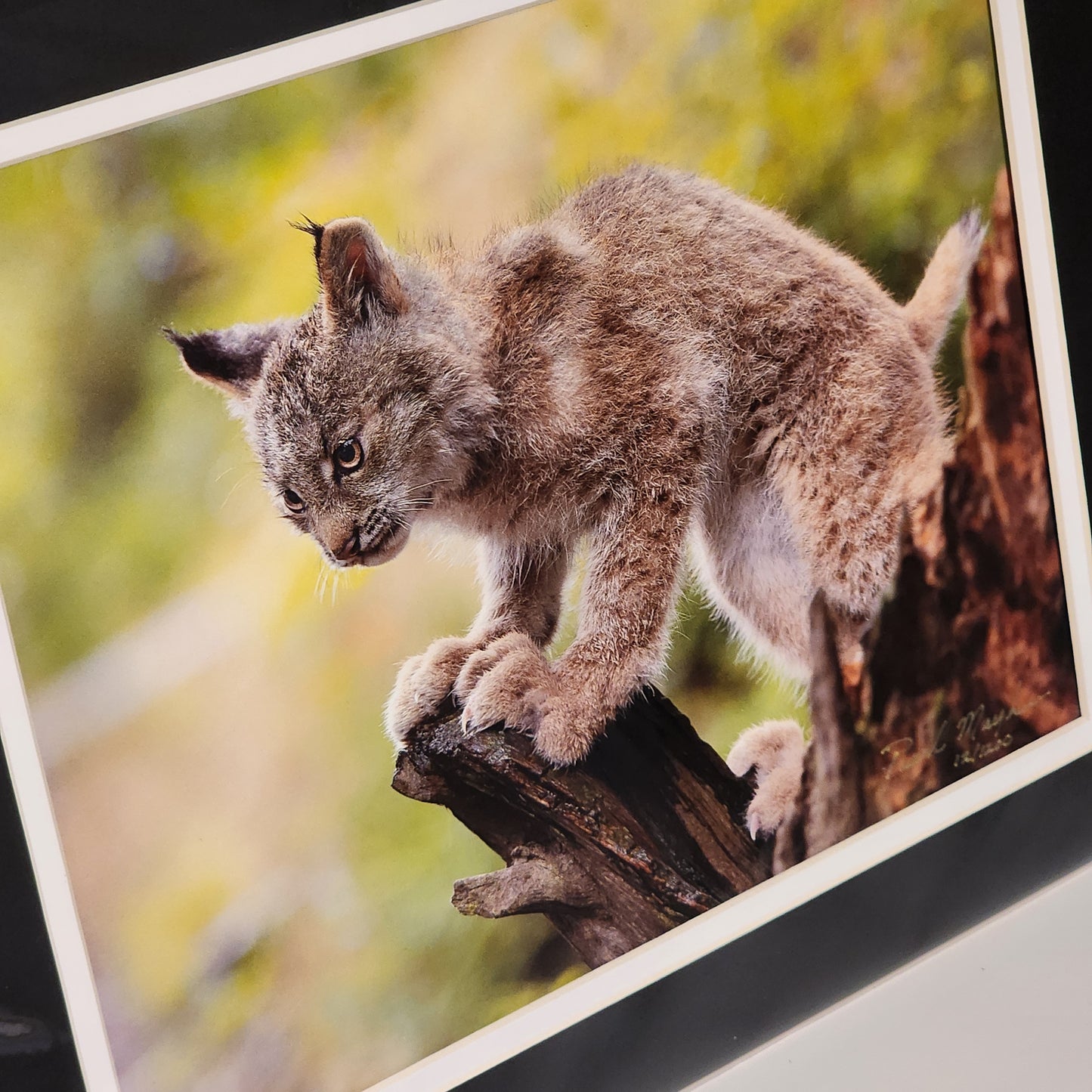 Lynx in the Tree Trunk