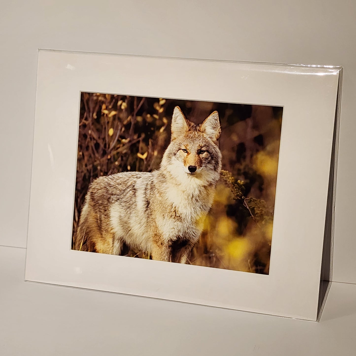 "Those Eyes" - Photo Print