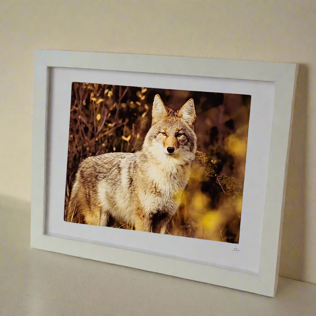 "Those Eyes" - Photo Print