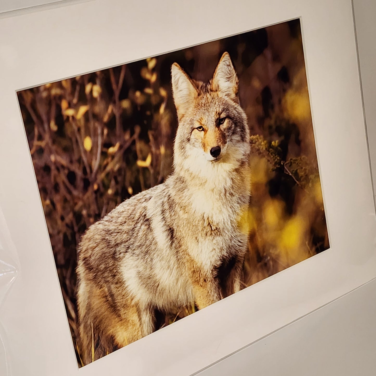 "Those Eyes" - Photo Print