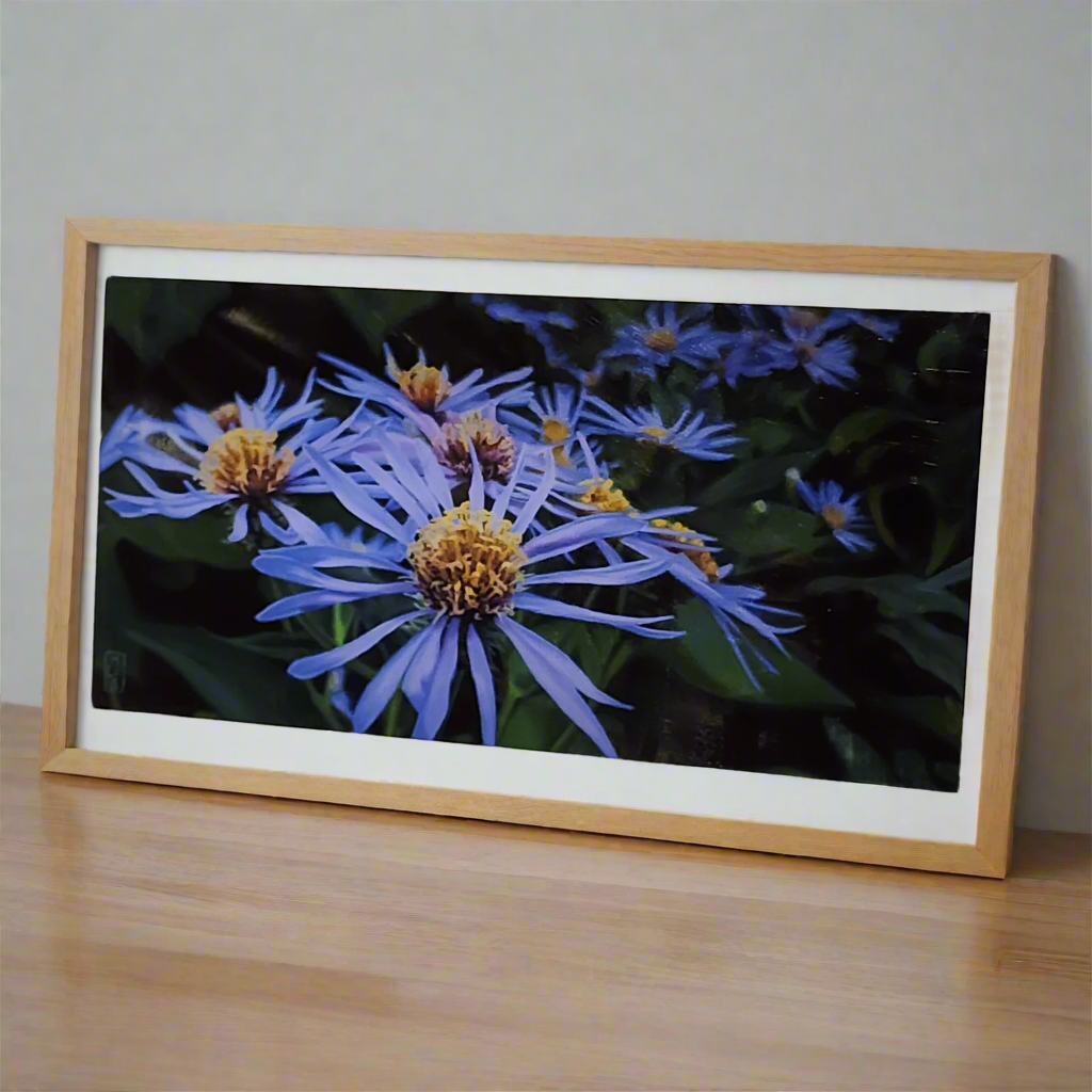Asters in Morning Shade