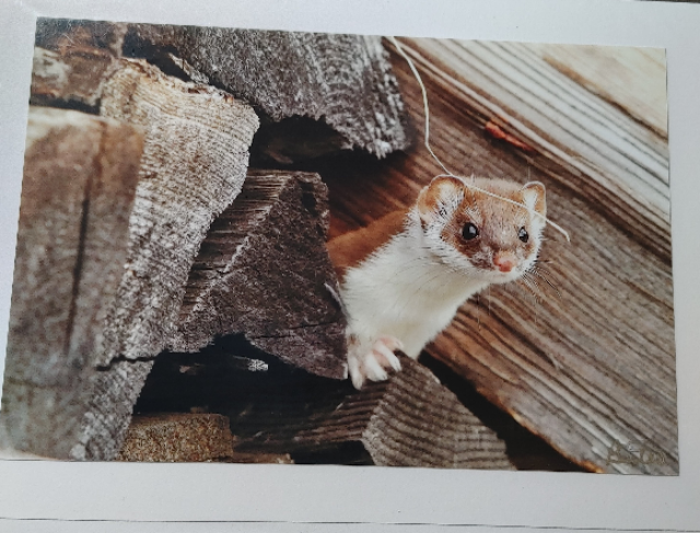 Note Cards - Pat Suter