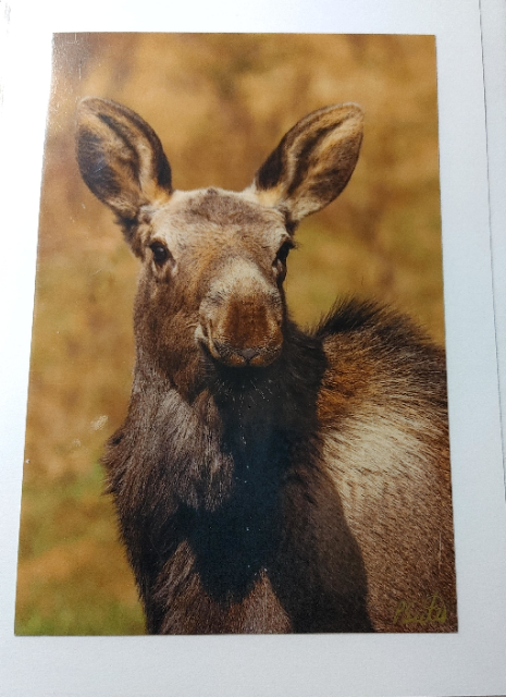 Note Cards - Pat Suter