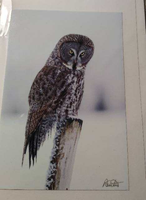 Note Cards - Pat Suter