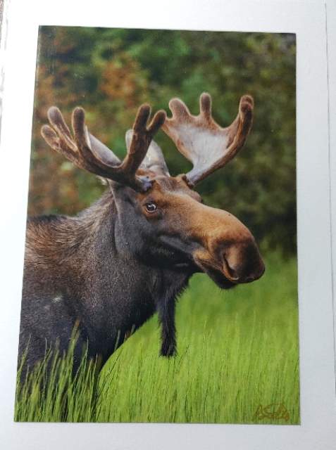 Note Cards - Pat Suter