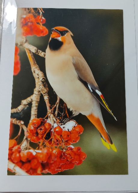 Note Cards - Pat Suter