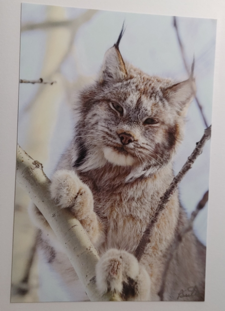 Note Cards - Pat Suter