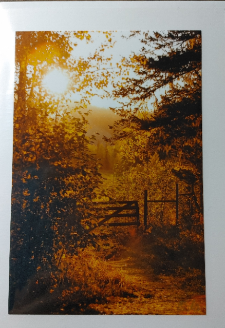 Note Cards - Pat Suter