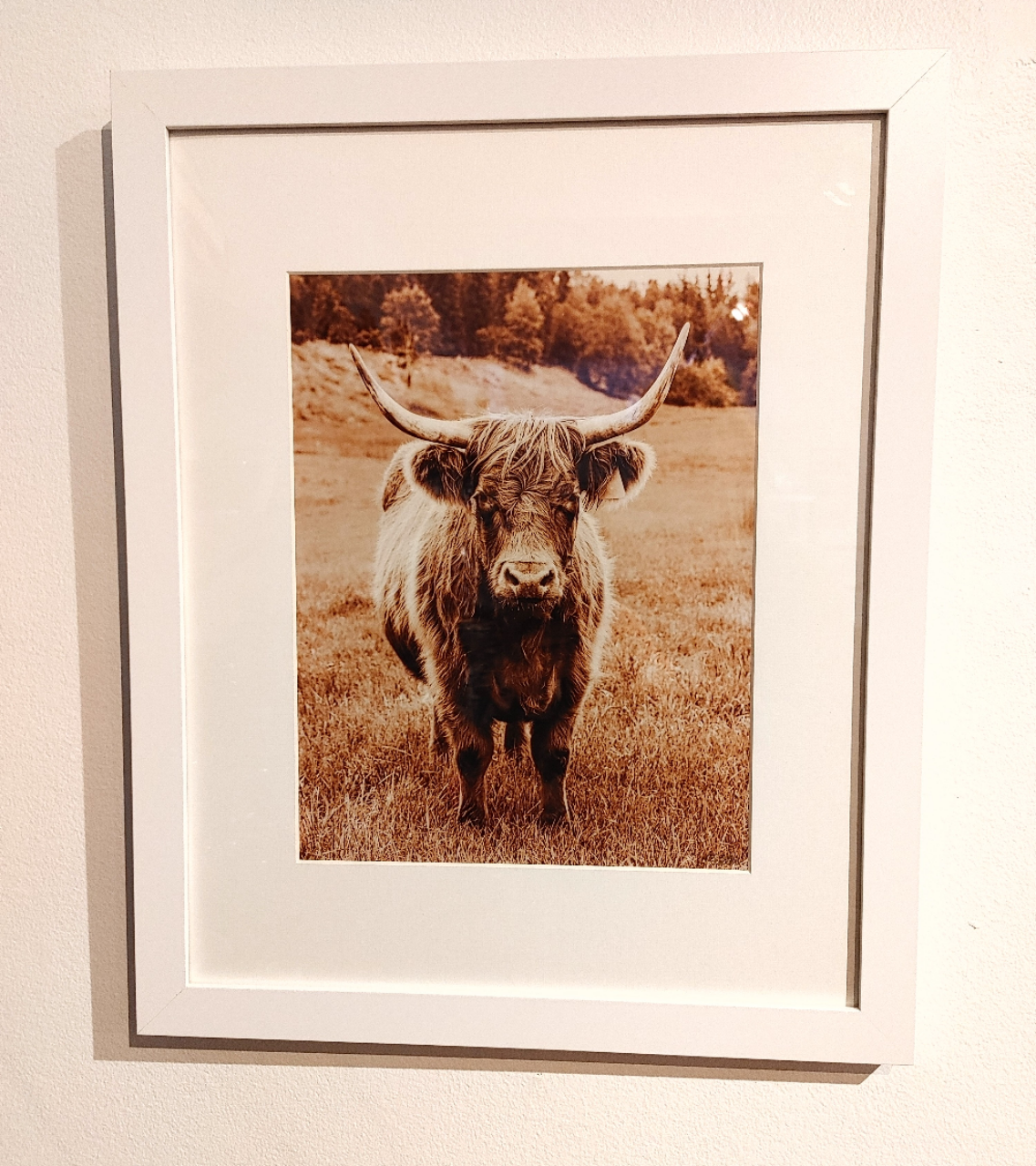 Cow - Photo
