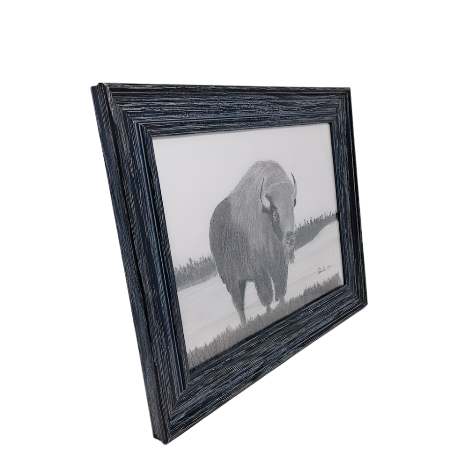 Manitoba Bison