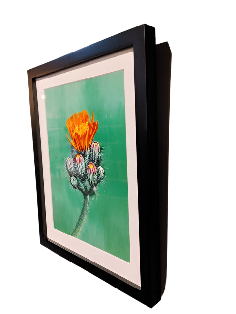Devil's Paintbrush - Watercolor