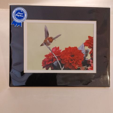 Hummer and the Dahlia's - Photo Print