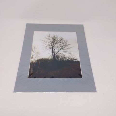Tree - Photo Print