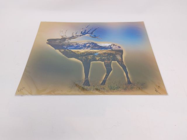 Animals Photography Prints