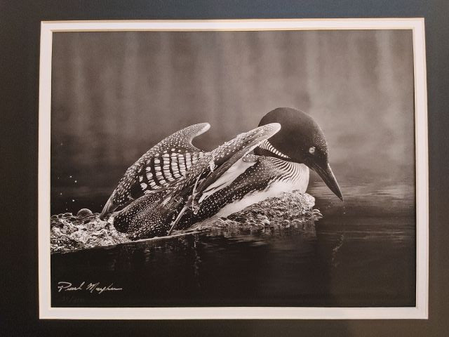 Framed Loon