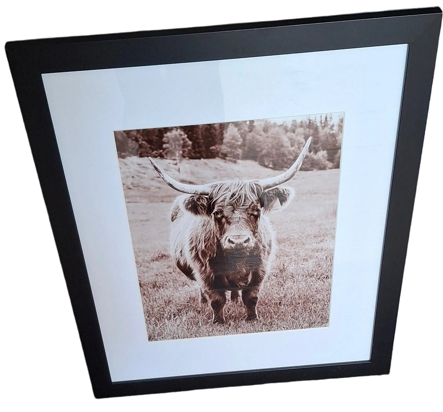 Cow - Photo
