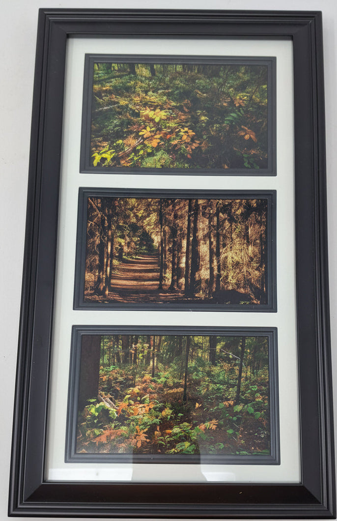 Walk in the Woodland - set of 3 photographs