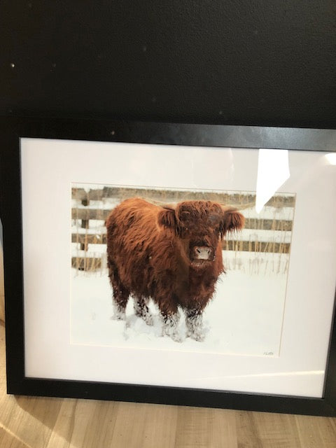 Phoney the Highlander