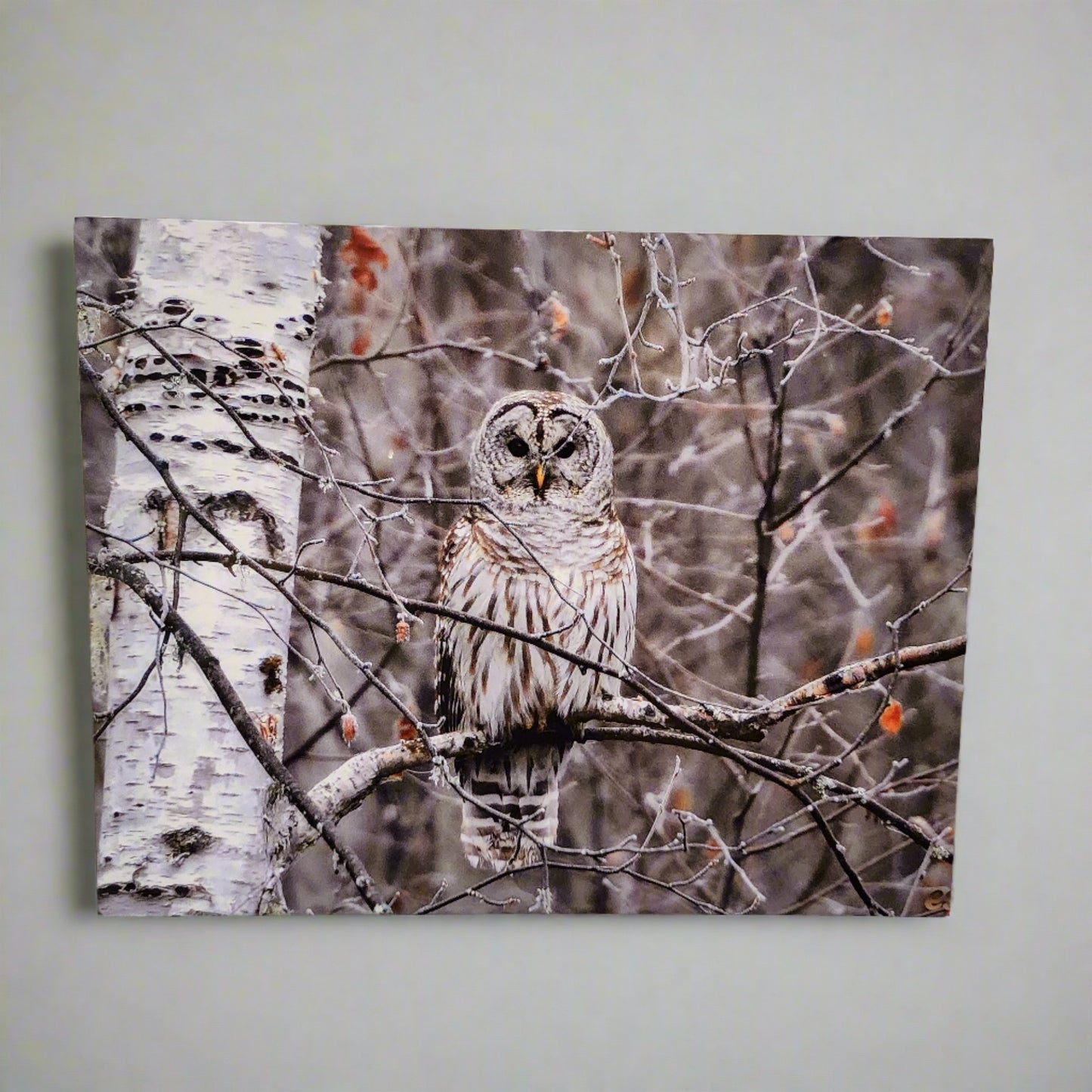 Owl Metal Mounted Photography Art