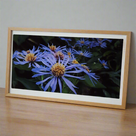 Morphee Lake Asters