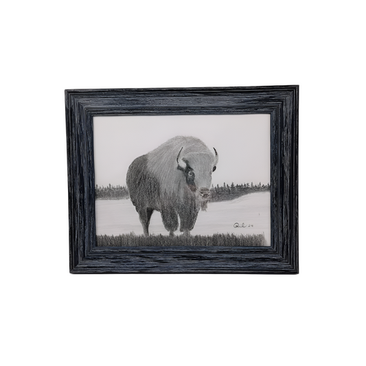 Manitoba Bison