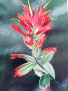 Common Red Paintbrush 1 - Card