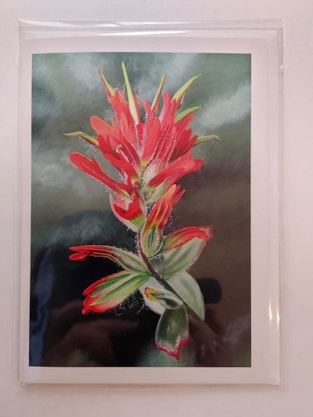 Common Red Paintbrush 1 - Card