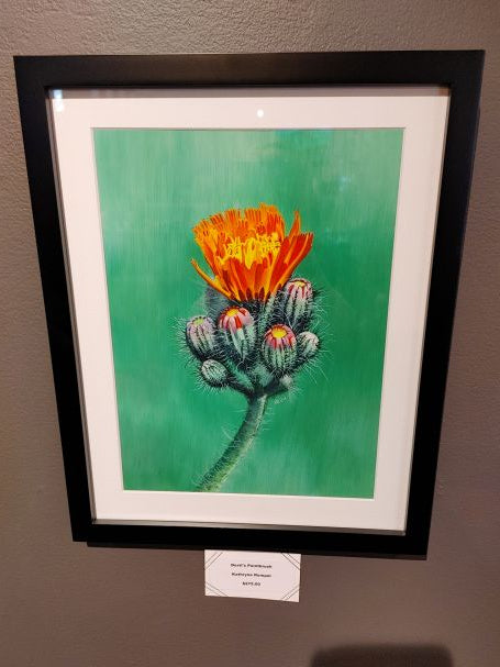 Devil's Paintbrush - Watercolor