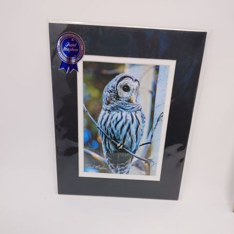 Slash Hunter - Photo of Owl