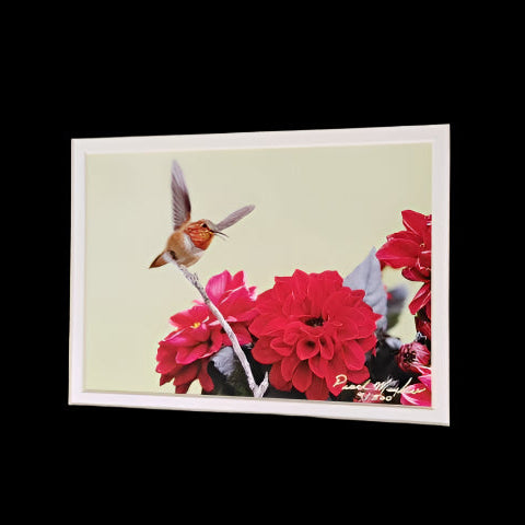 Hummer and the Dahlia's - Photo Print