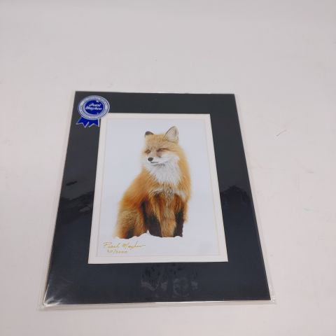 Winter Red - Photo Print of Fox