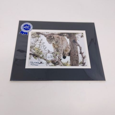 Tree Lynx - Photo Print