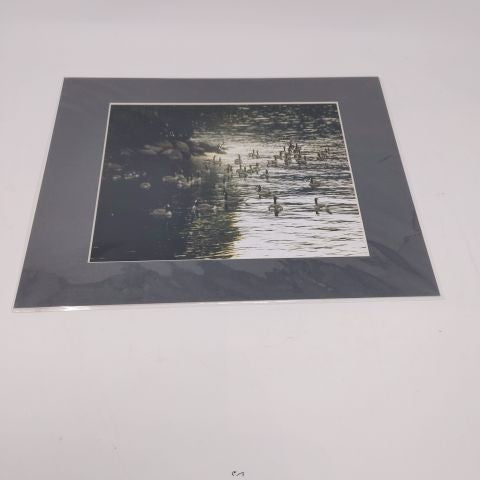 Canadian Geese - Photo Print