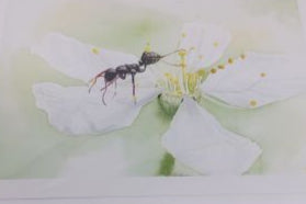 Cherry Blossom Gymnast - Card