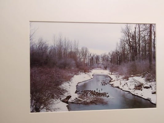 Ducks in Winter - Photo Print