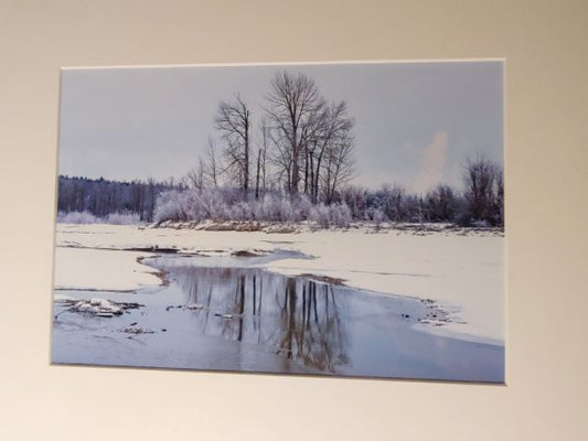 Cottonwood Island In Winter - Photo Print