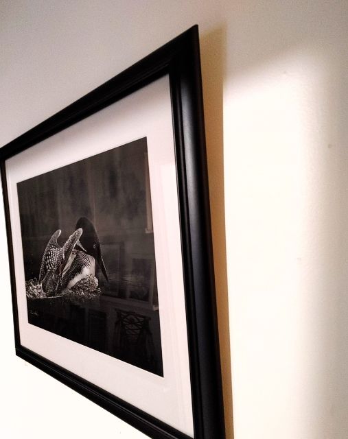 Framed Loon