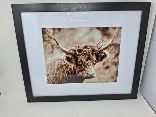 Viola the Highlander