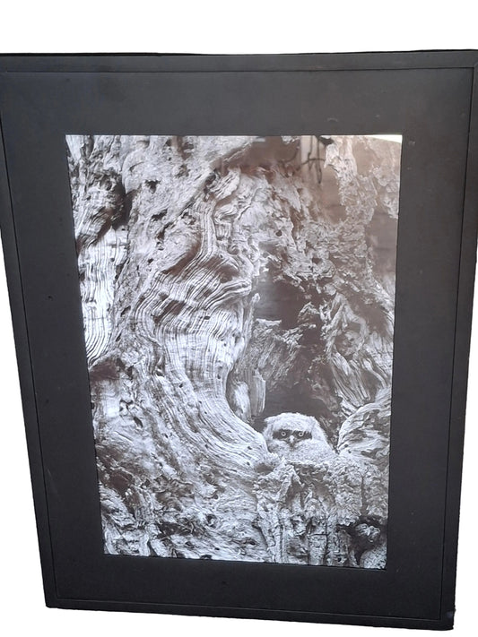 Peek-A-Boo - Framed Photo Print