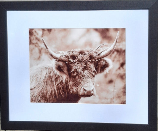 Viola the Highlander