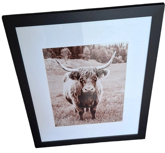 Cow - Photo