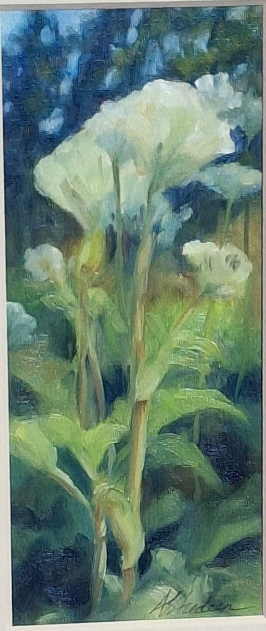 Cow Parsnip Study - art print